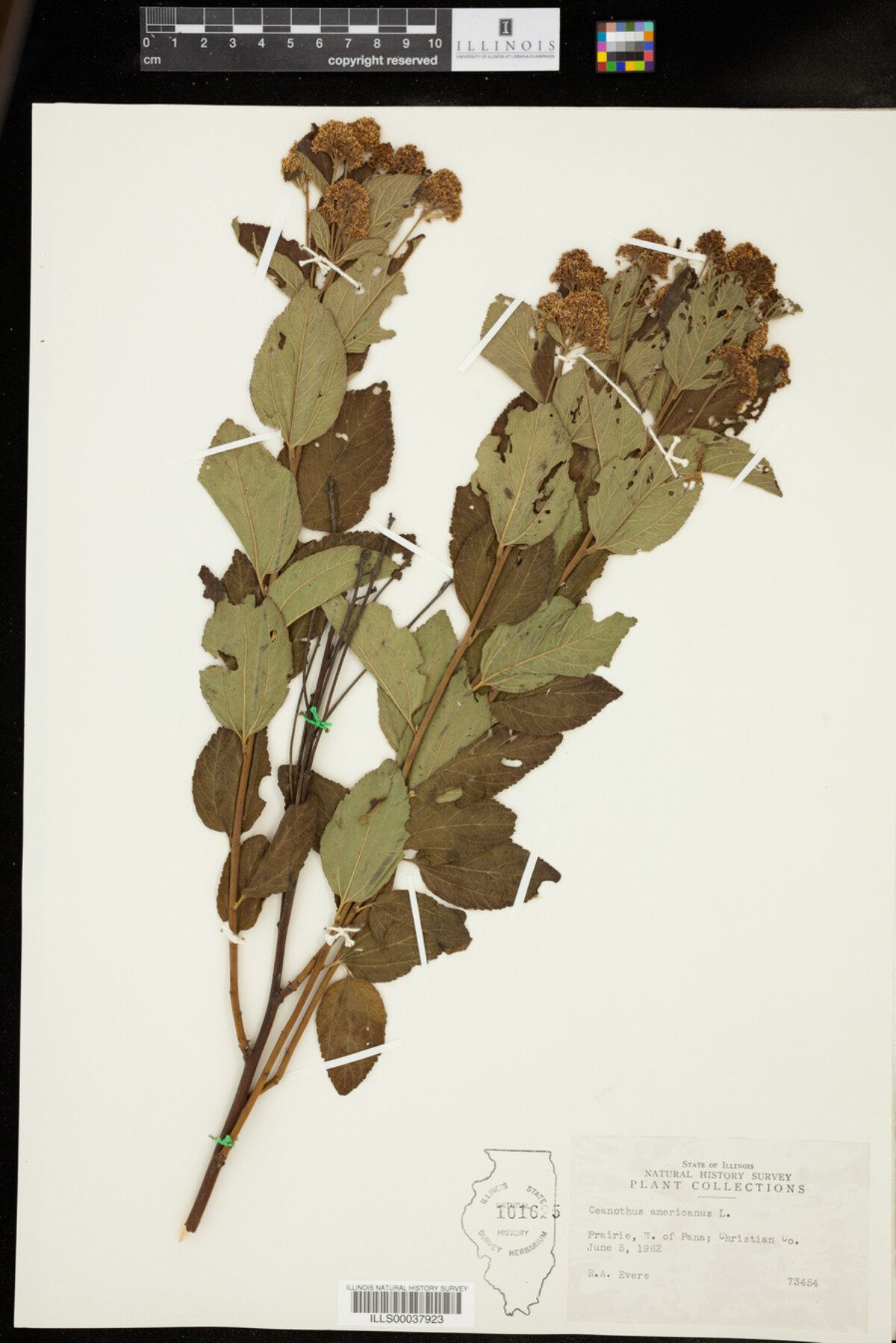 Ceanothus image