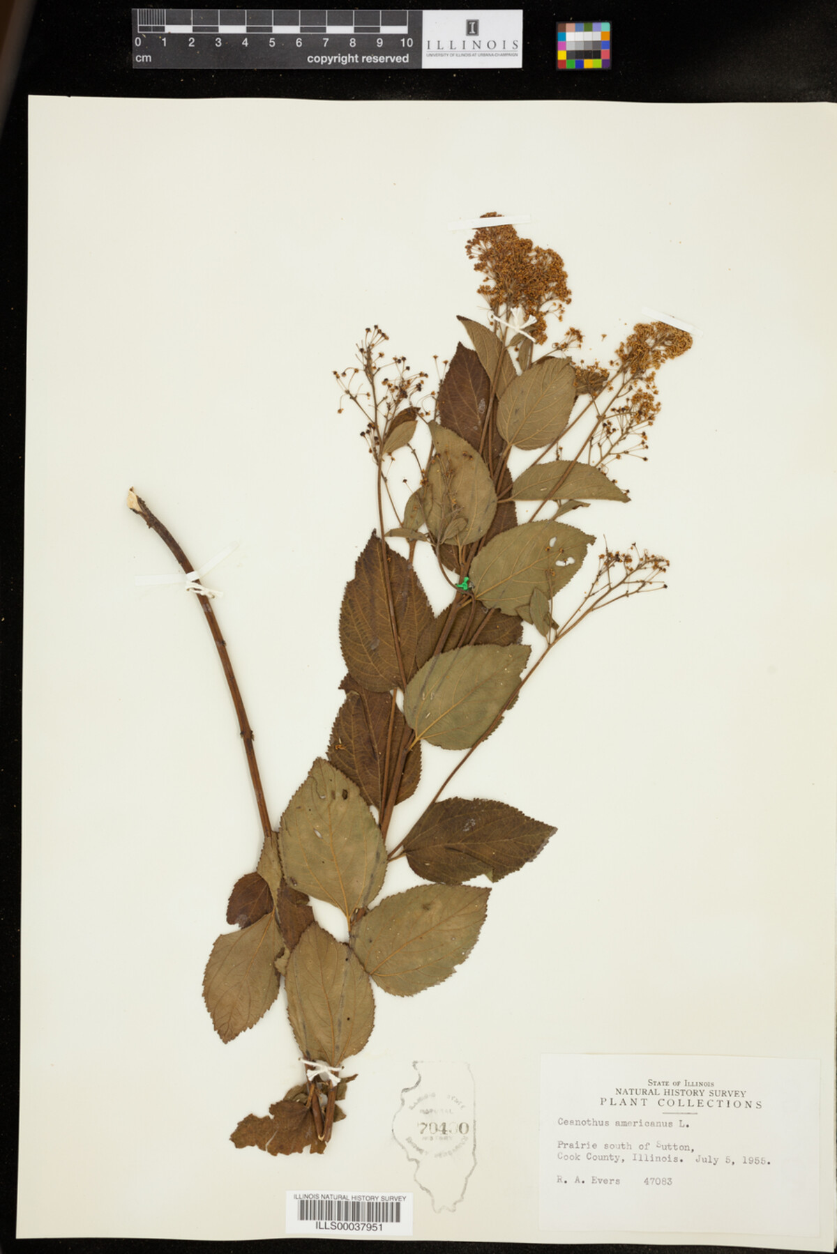 Ceanothus americanus image