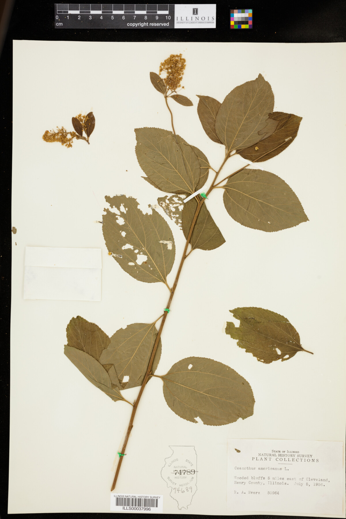 Ceanothus americanus image