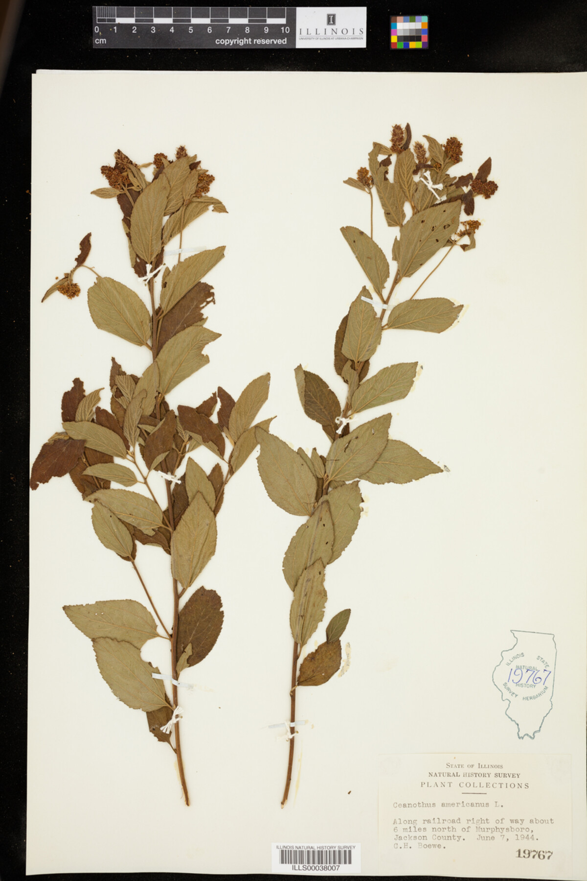 Ceanothus americanus image