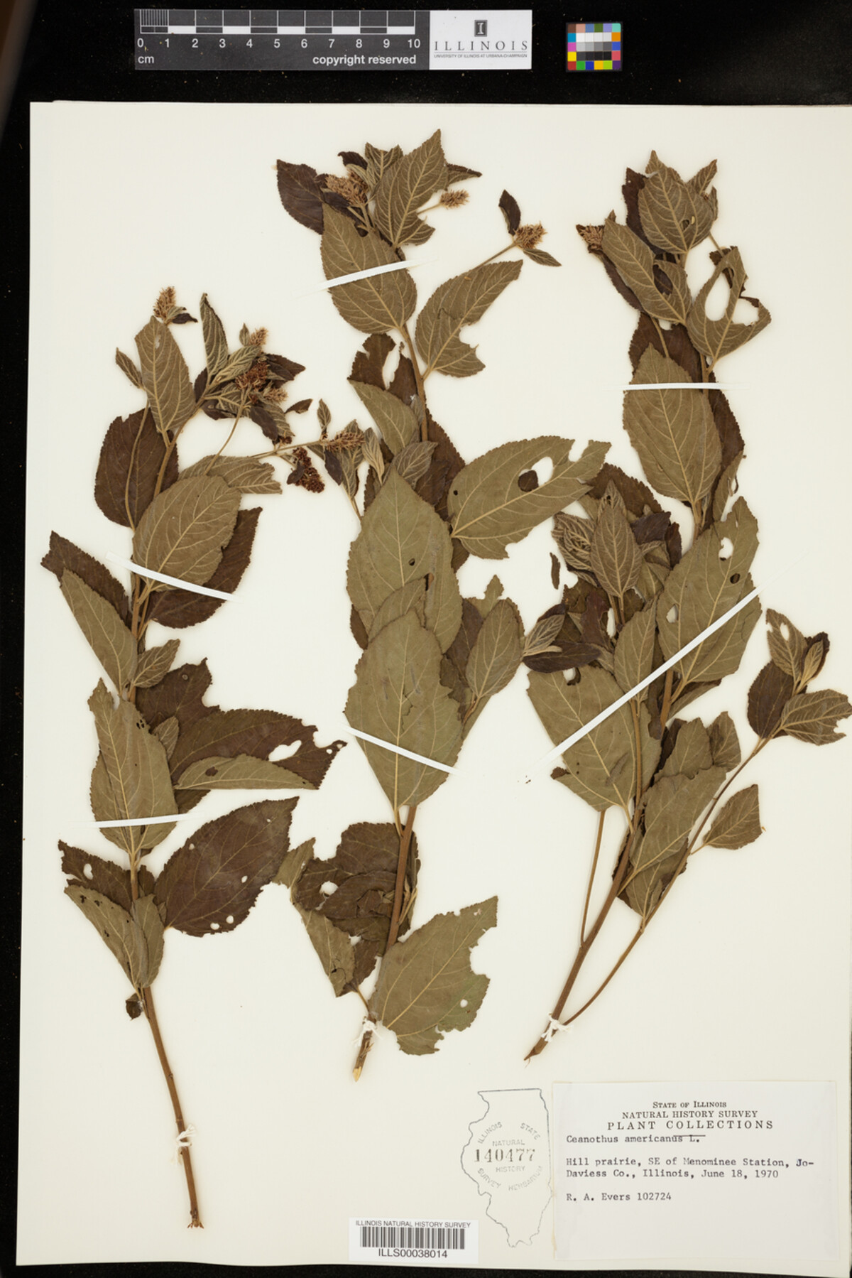 Ceanothus americanus image