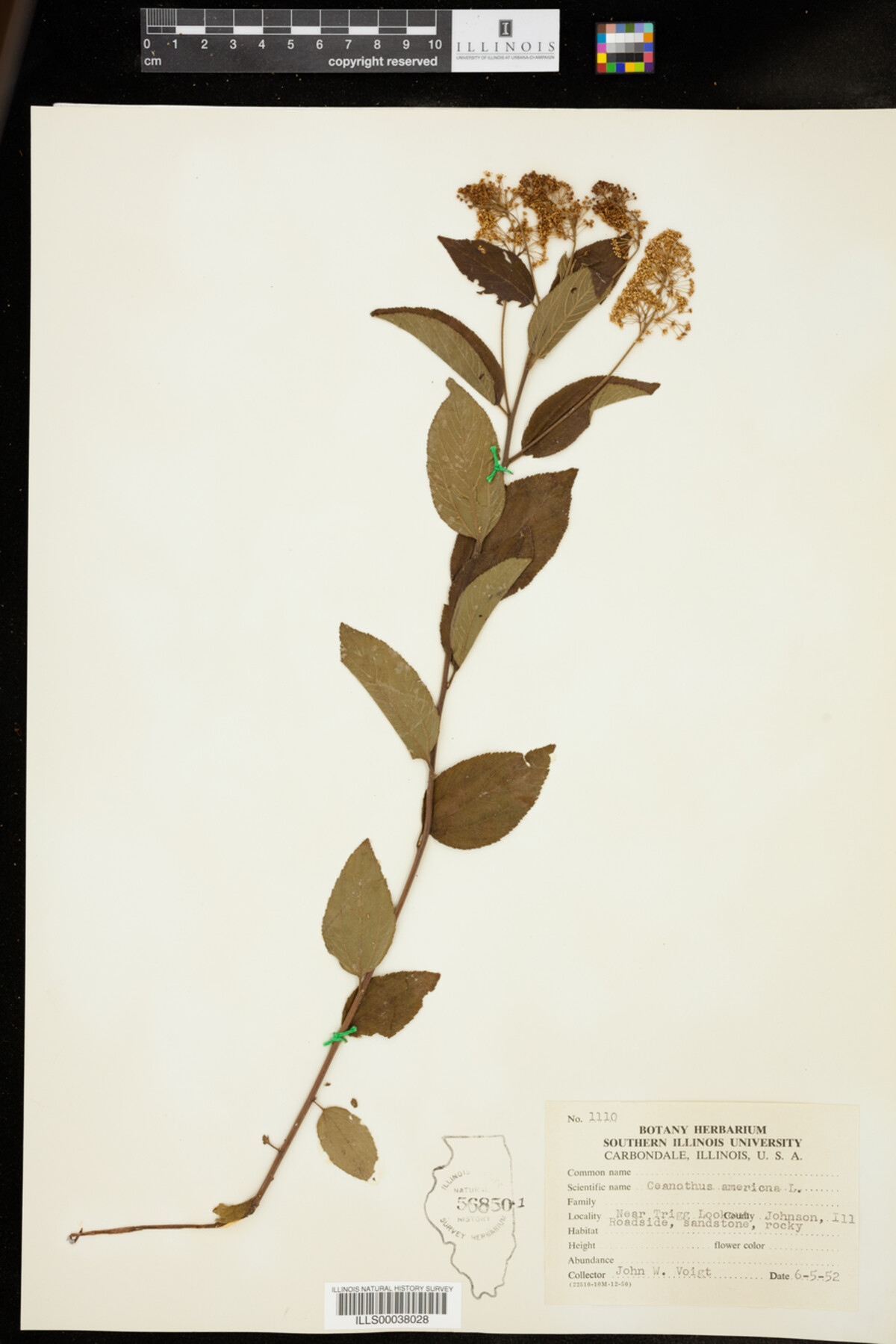 Ceanothus americanus image