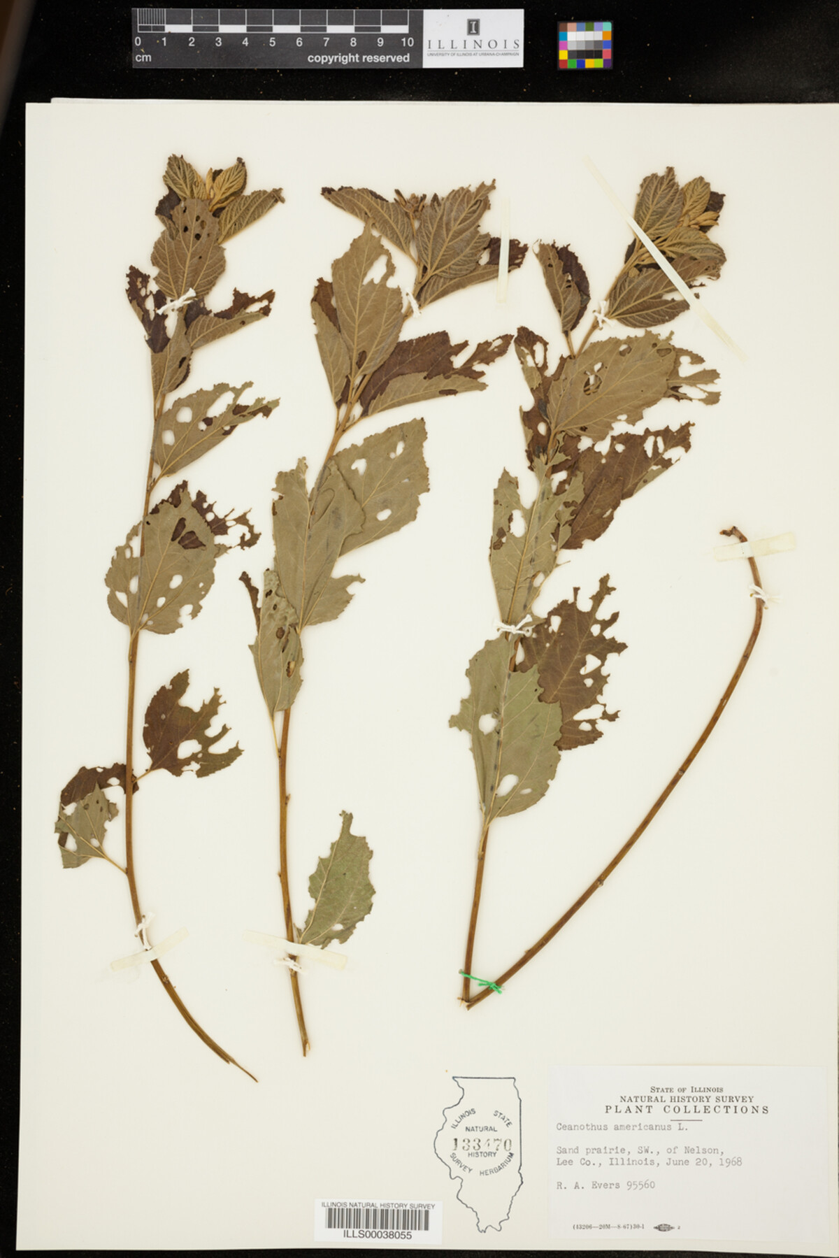 Ceanothus americanus image