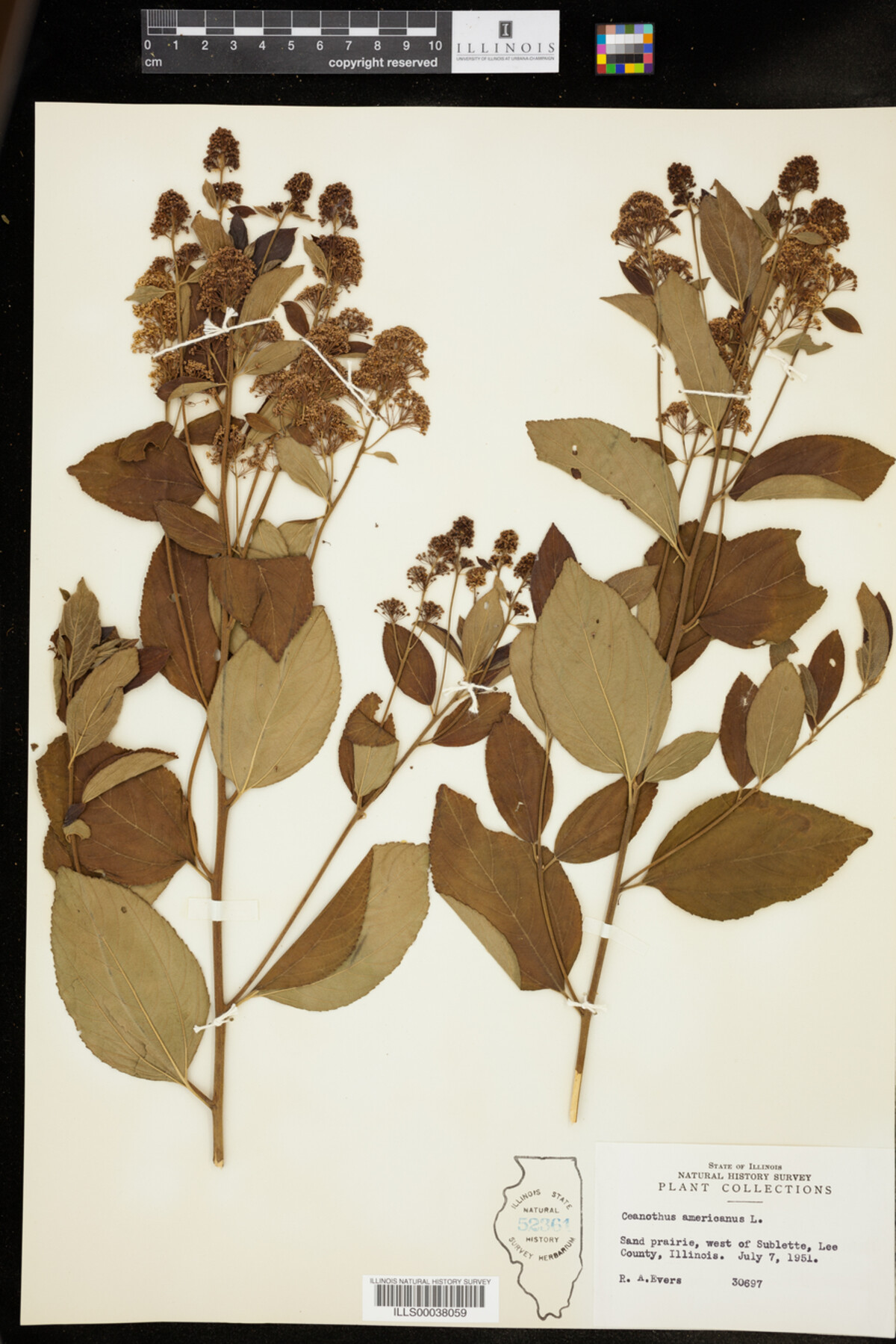 Ceanothus americanus image