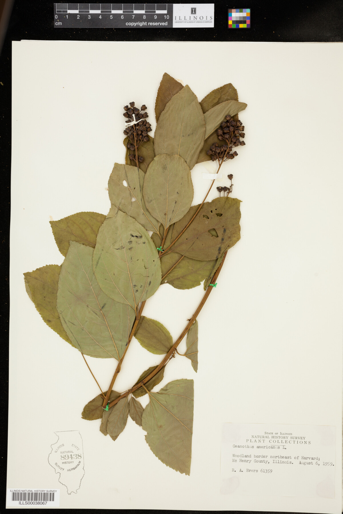 Rhamnaceae image