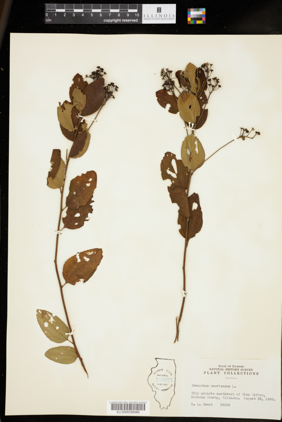 Ceanothus americanus image