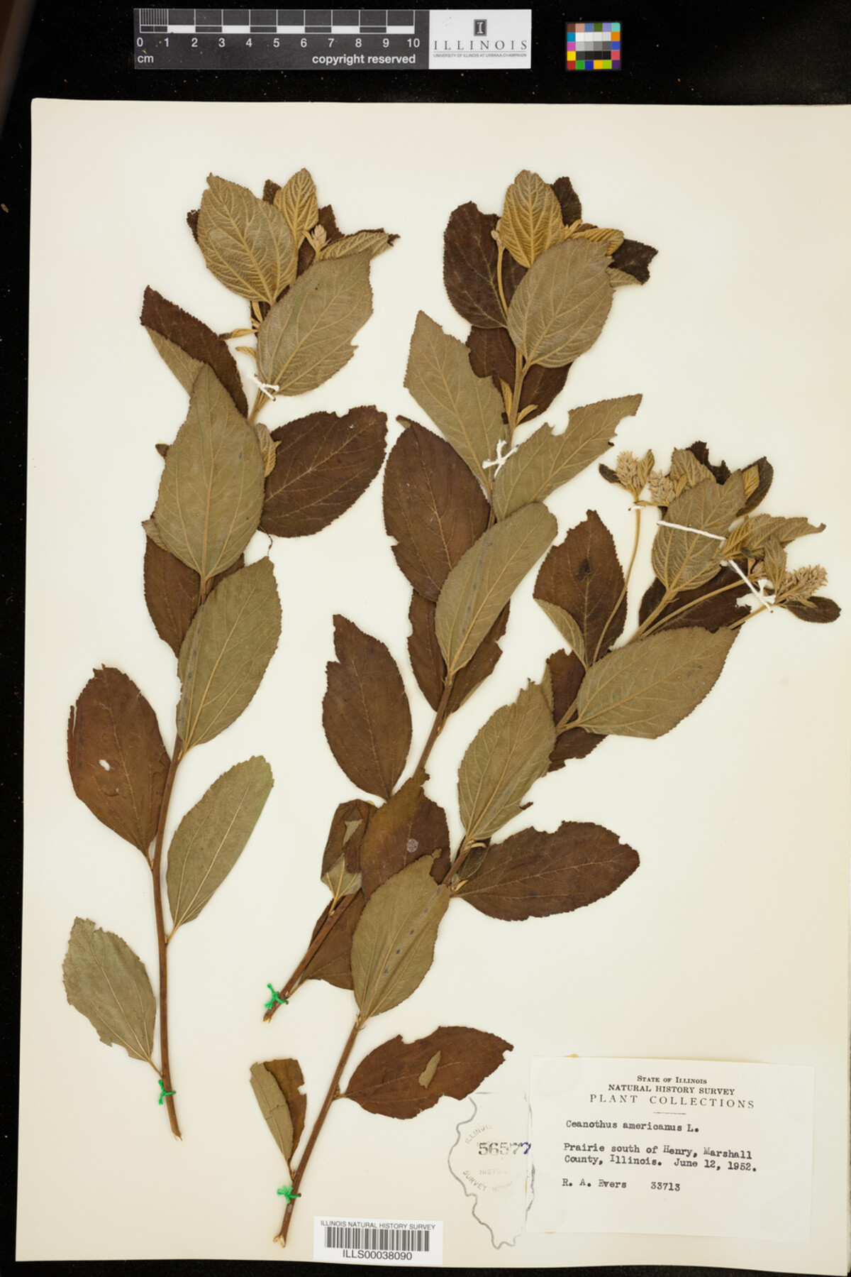 Ceanothus americanus image