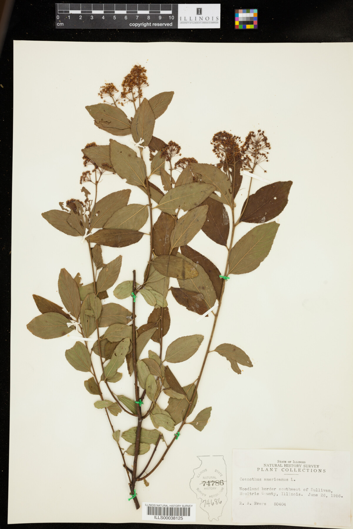 Ceanothus americanus image