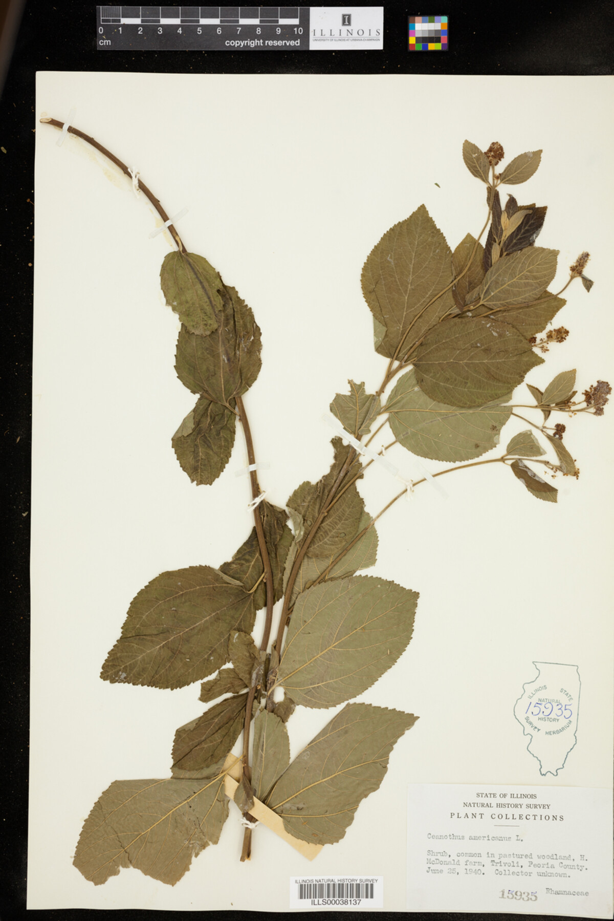 Ceanothus americanus image