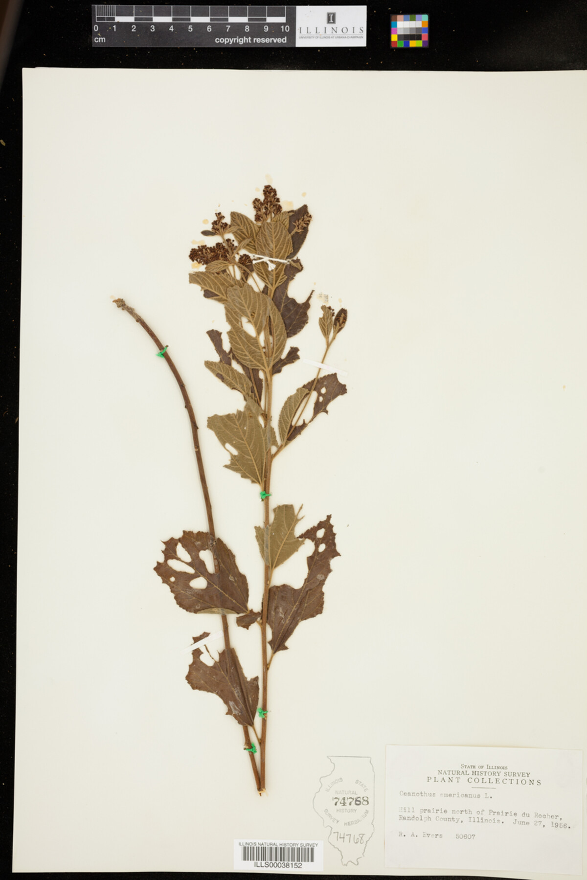 Ceanothus americanus image