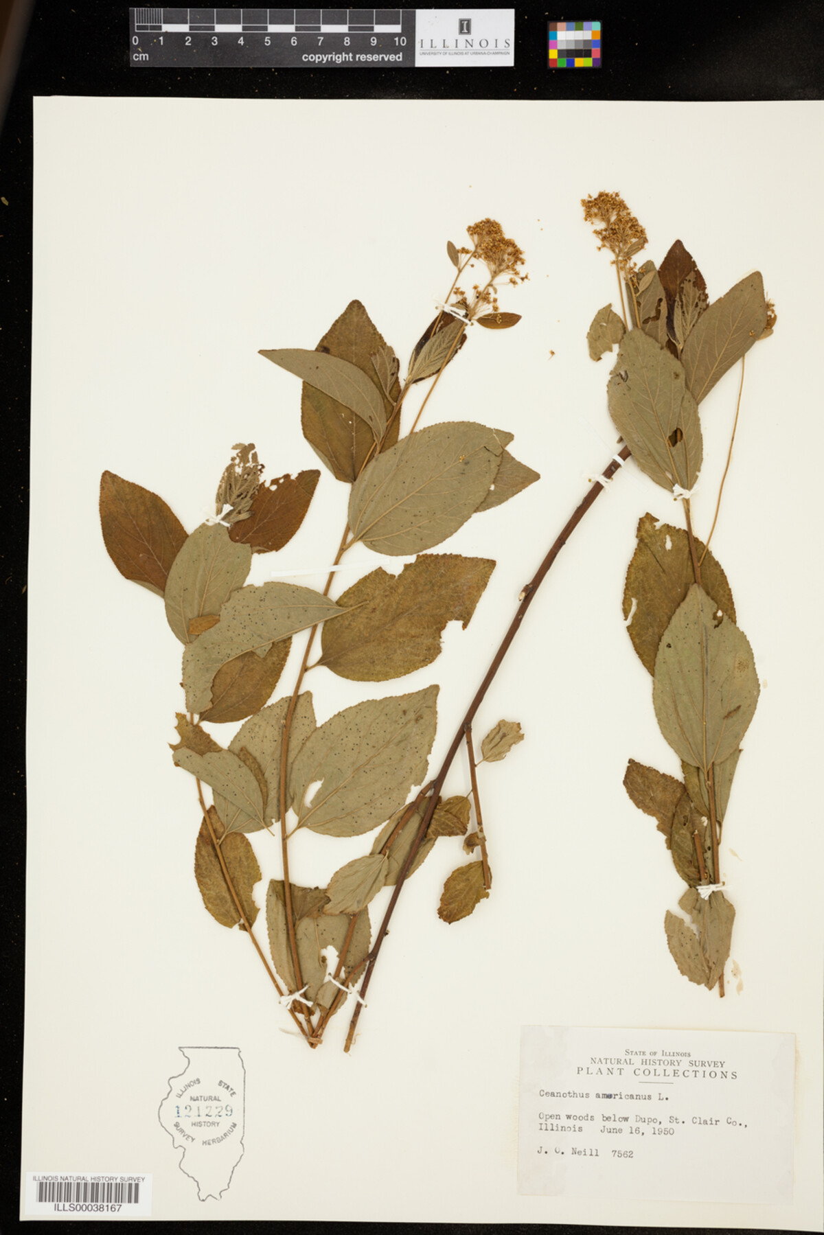 Ceanothus americanus image