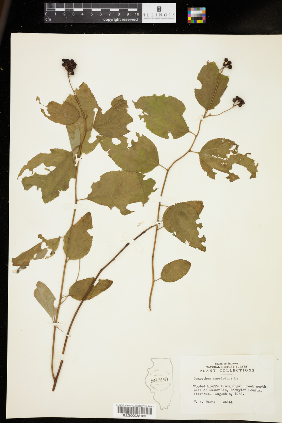 Ceanothus americanus image