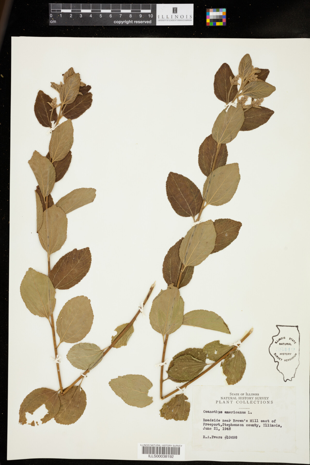 Ceanothus americanus image