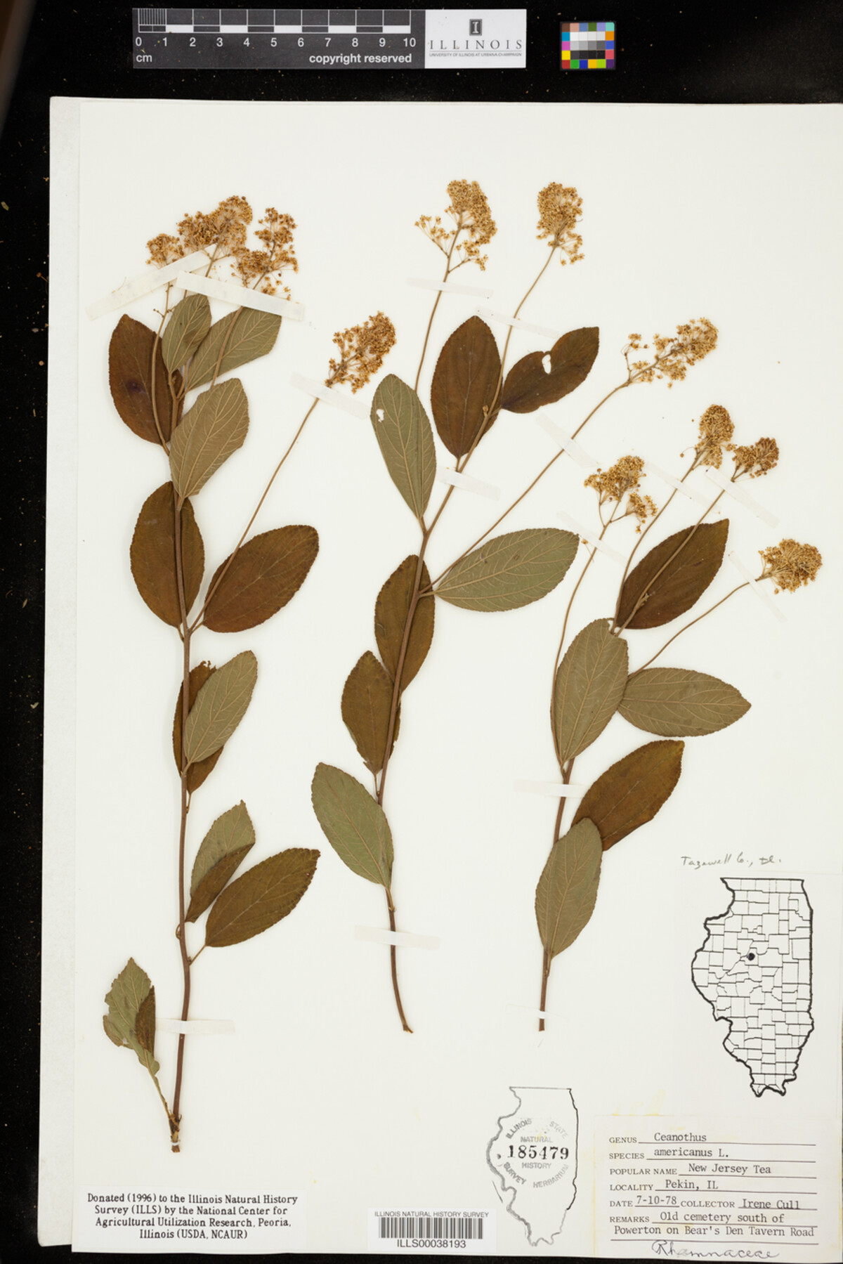 Ceanothus americanus image