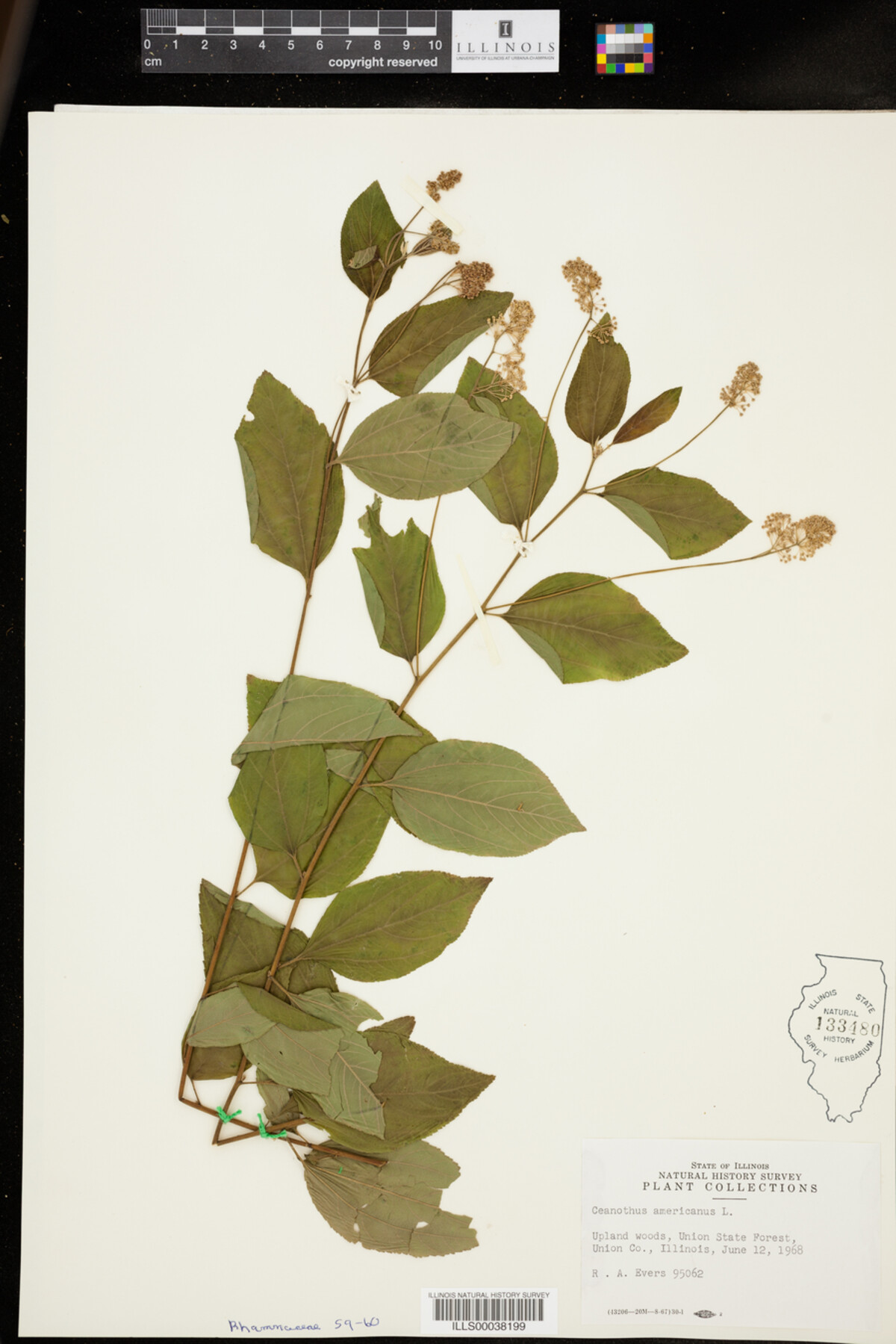 Ceanothus americanus image