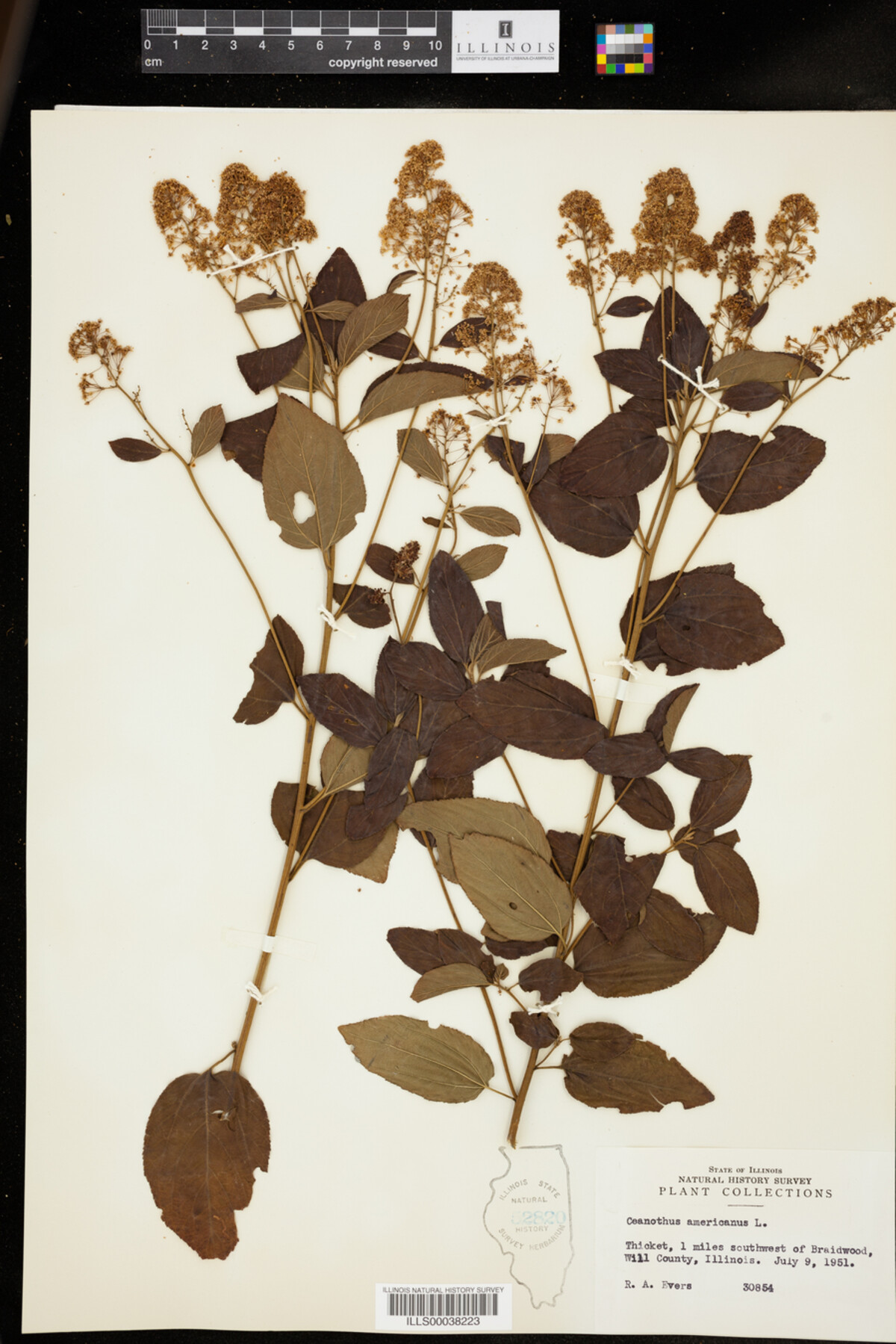 Ceanothus americanus image