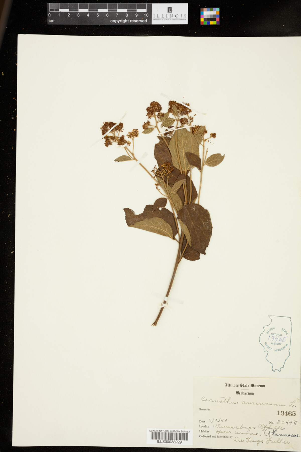 Ceanothus americanus image