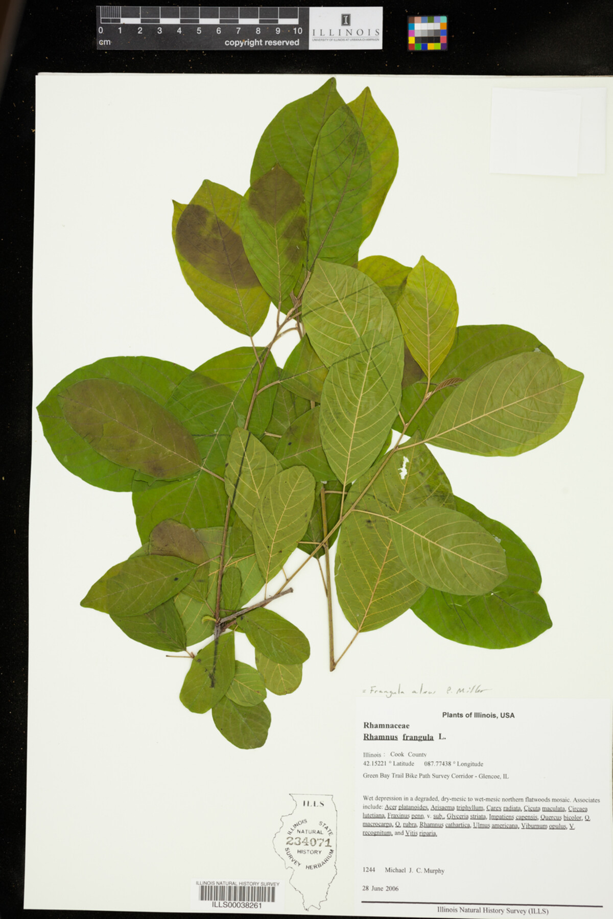 Rhamnus frangula image