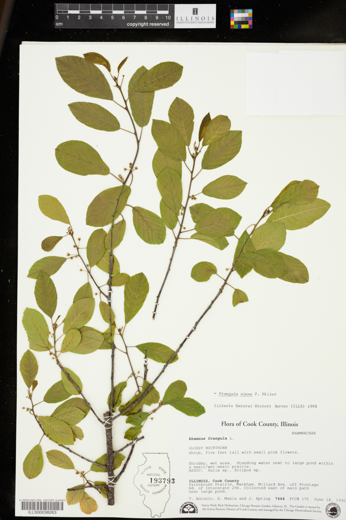 Rhamnus frangula image