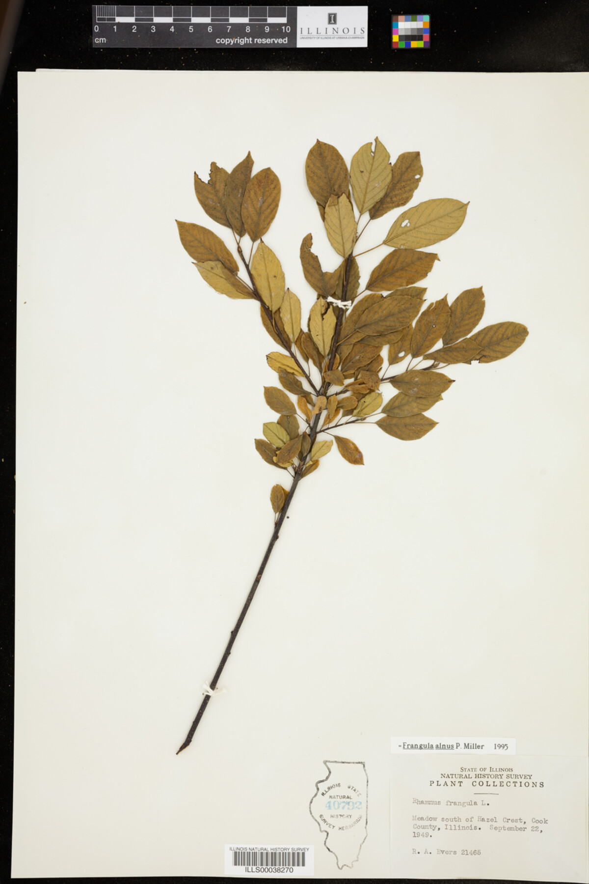 Rhamnus frangula image