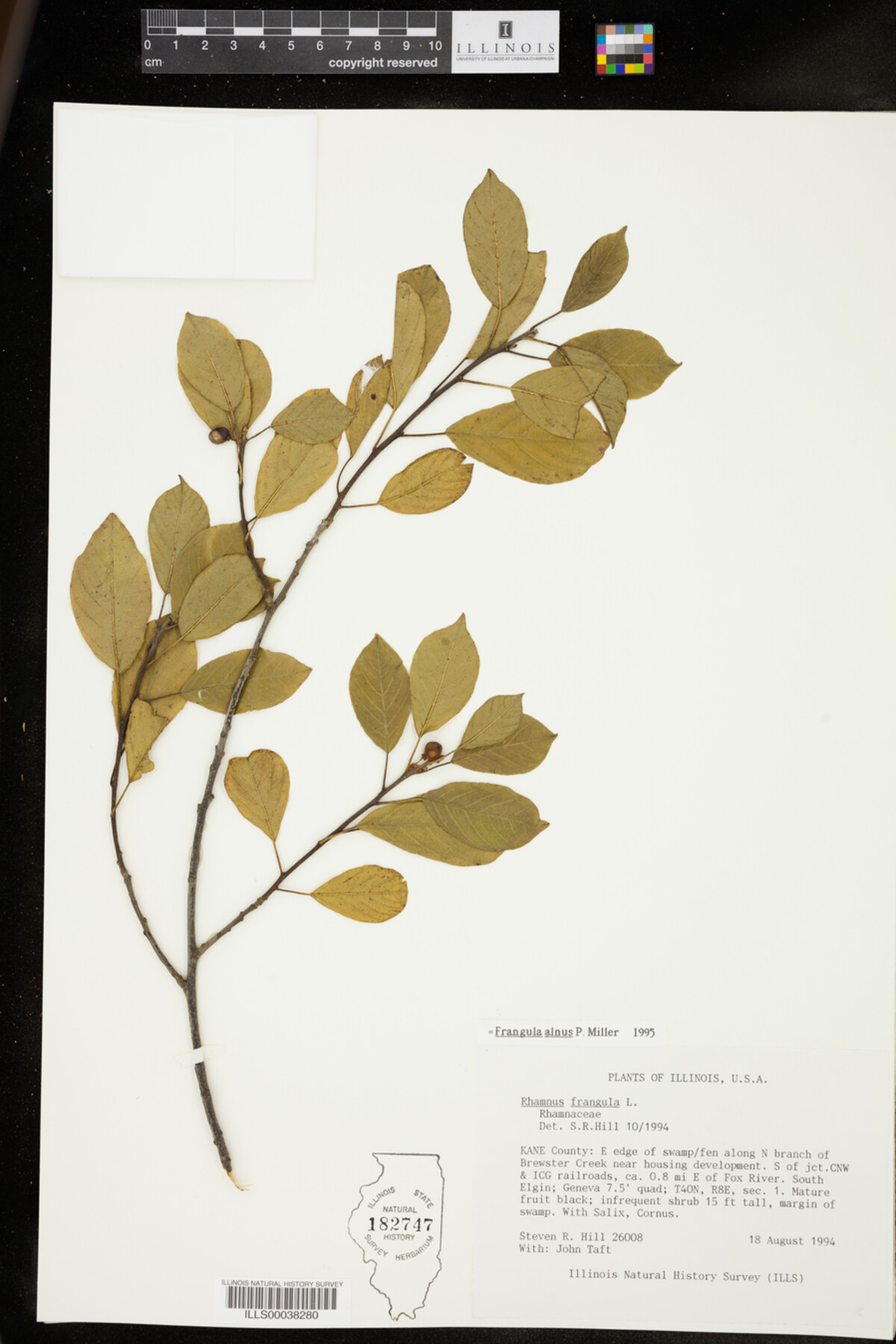 Rhamnus frangula image