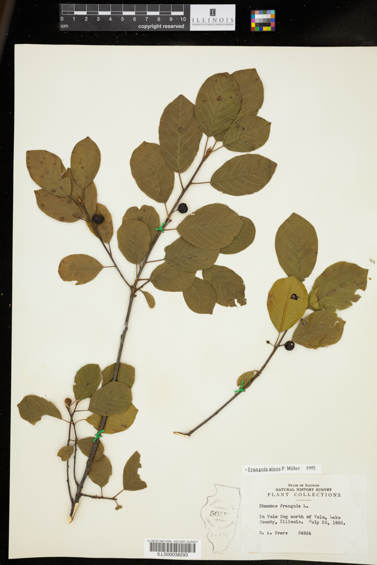 Rhamnus frangula image