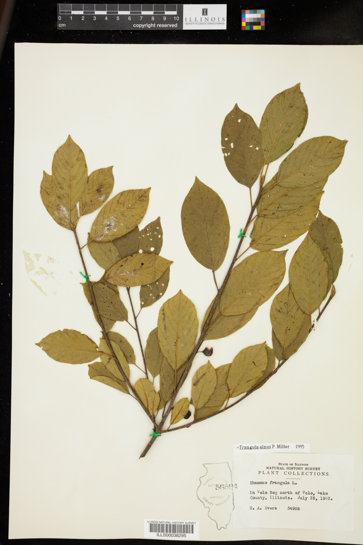 Rhamnus frangula image