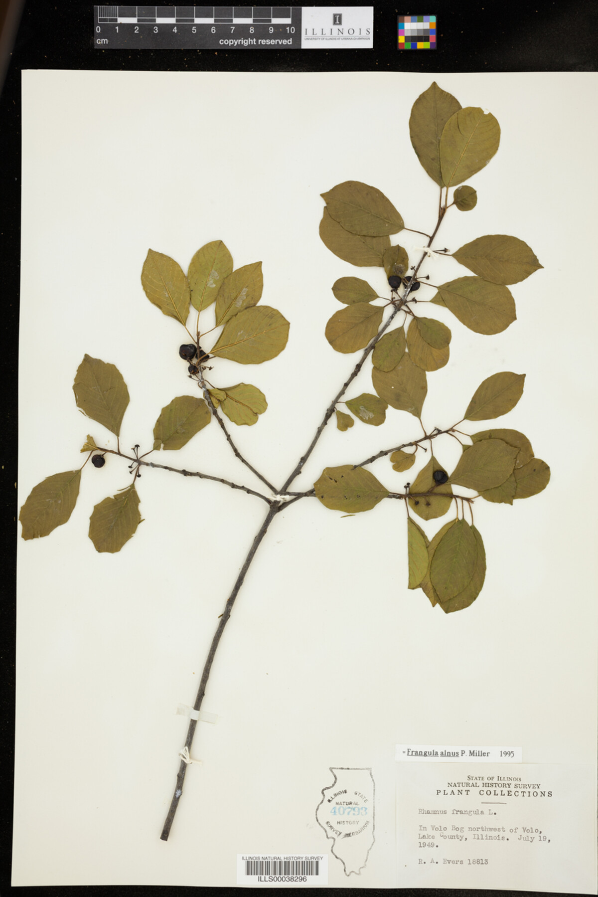 Rhamnus frangula image