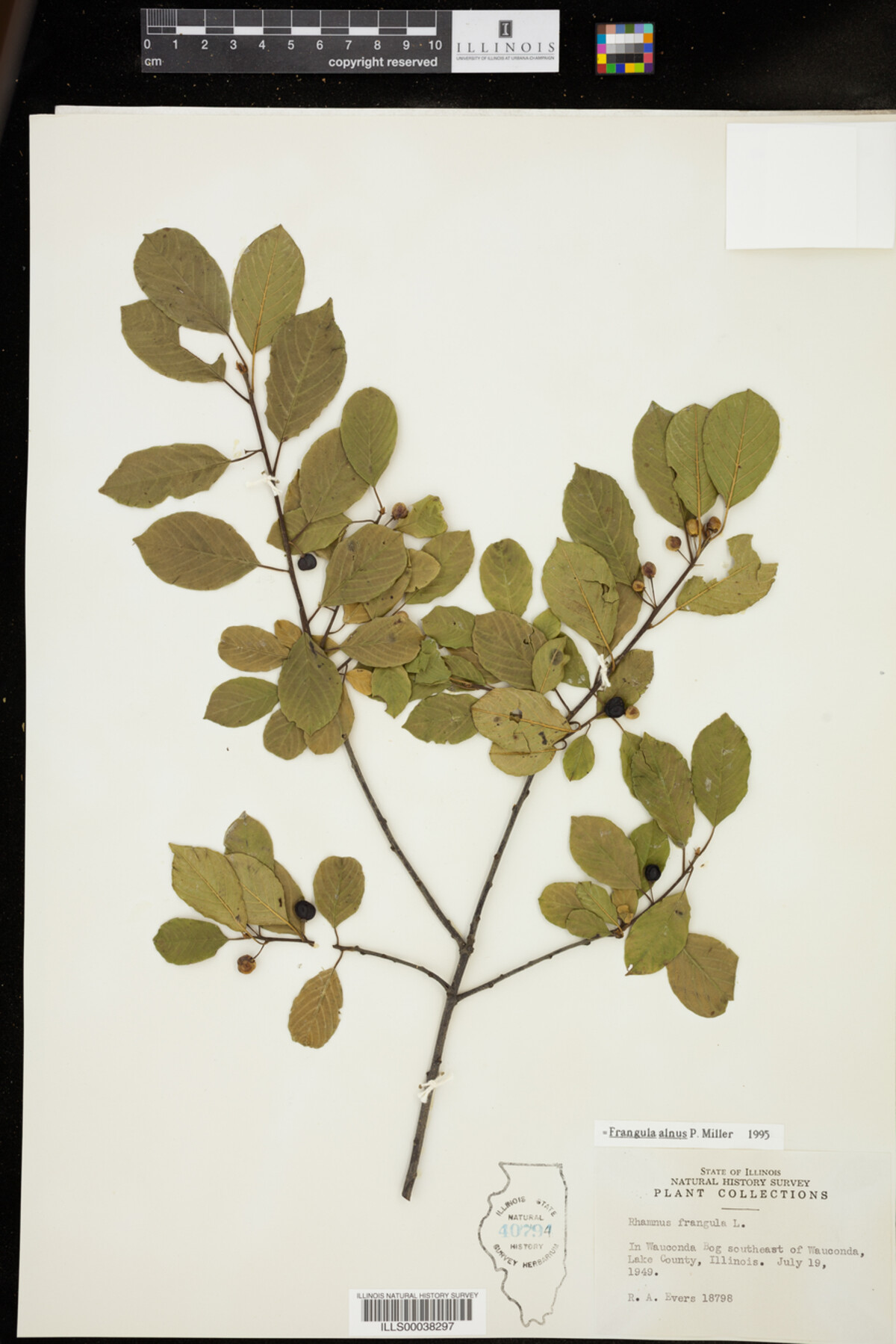 Rhamnus frangula image