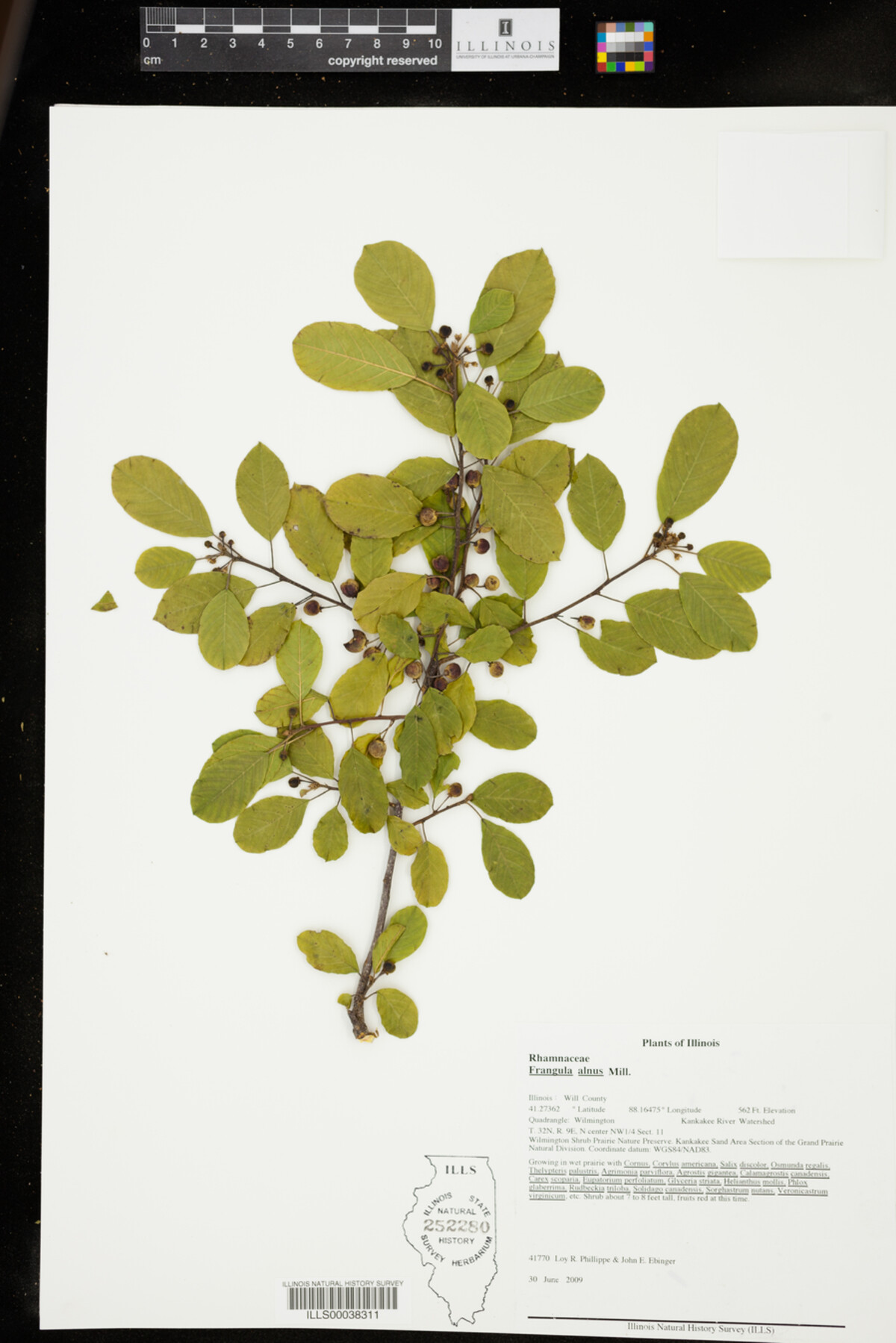 Rhamnus frangula image