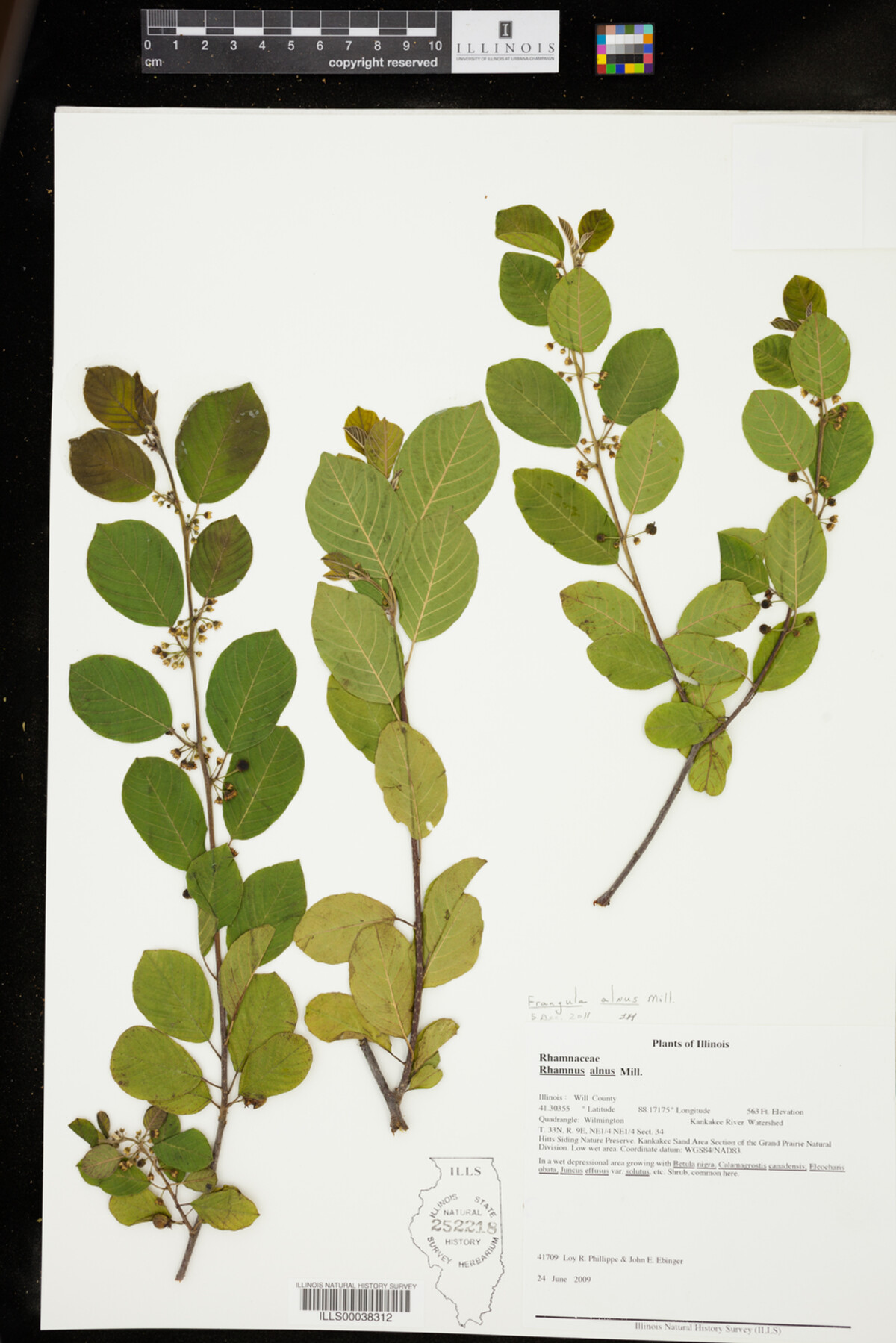 Rhamnus frangula image