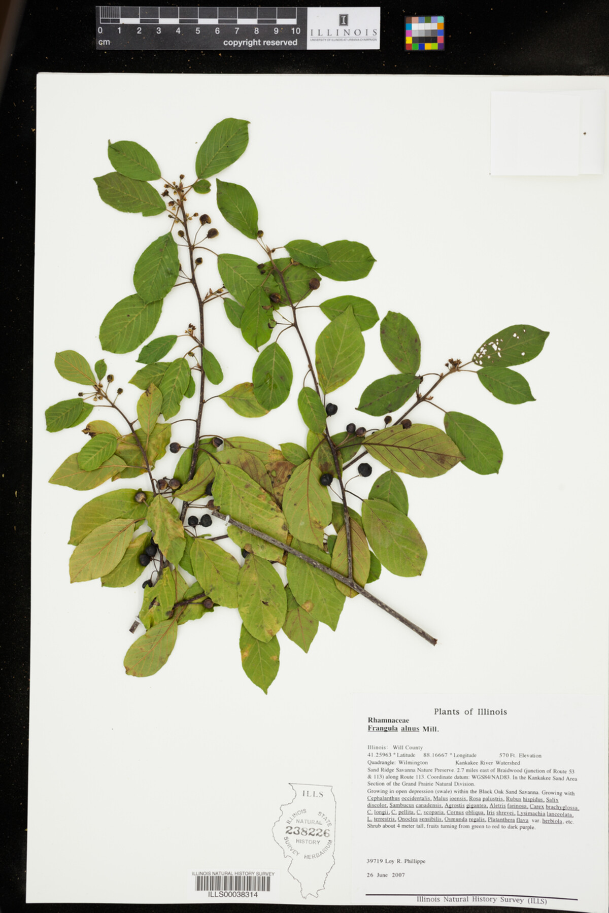 Rhamnus frangula image