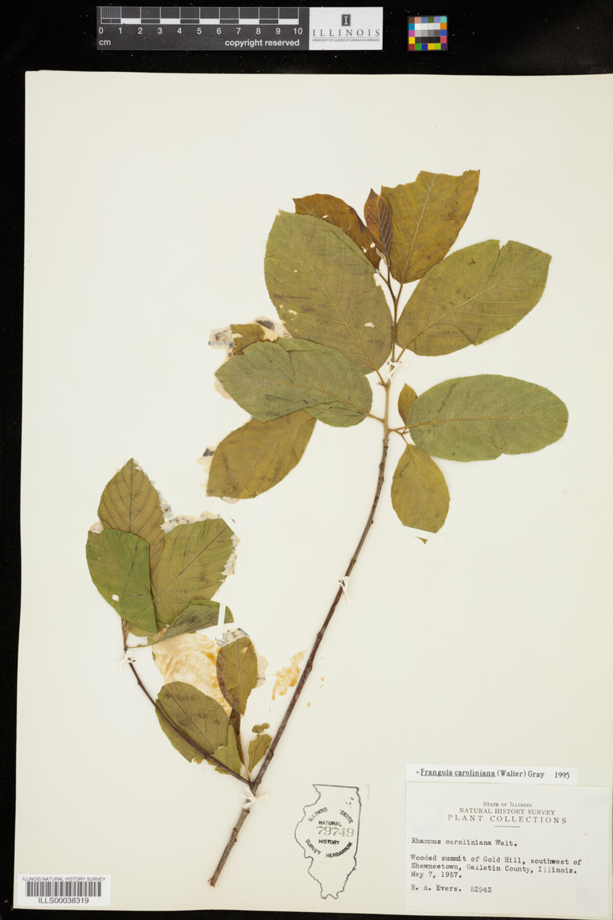 Rhamnus caroliniana image