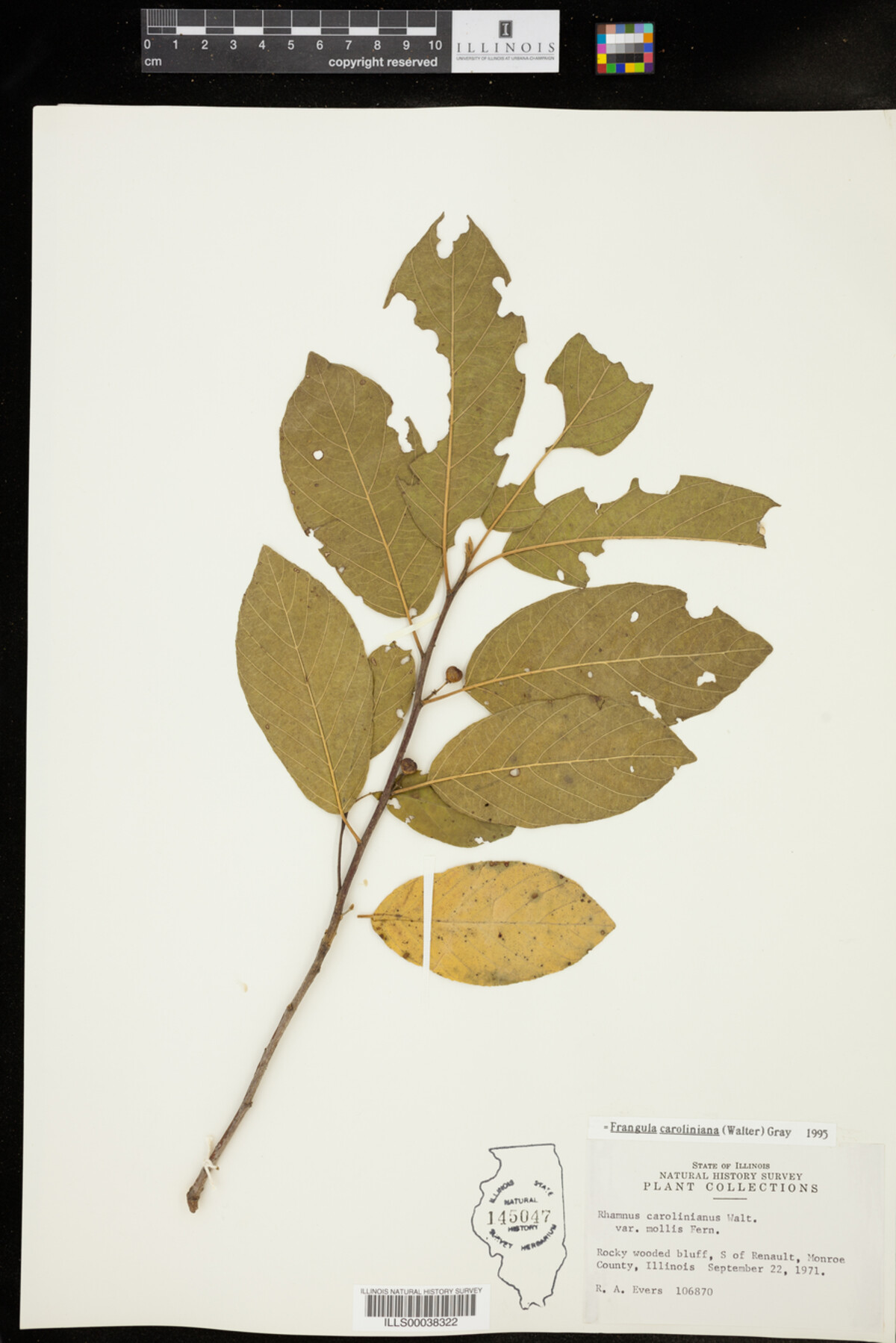 Rhamnus caroliniana image