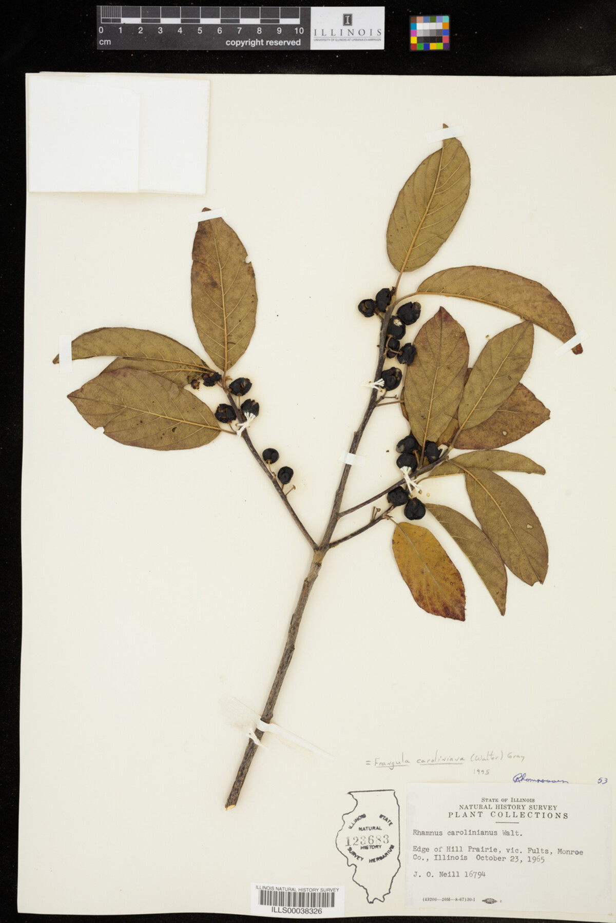 Rhamnus caroliniana image