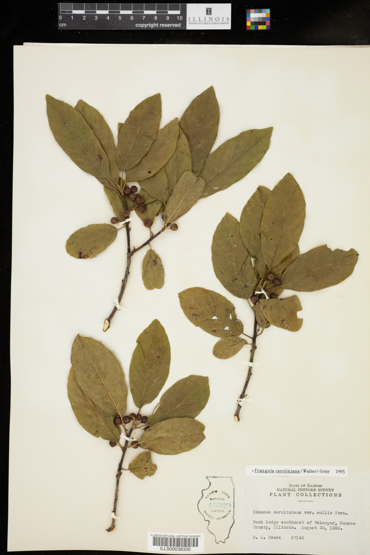 Rhamnus caroliniana image