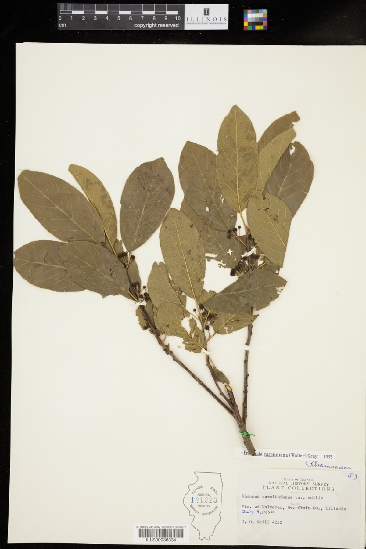 Rhamnus caroliniana image