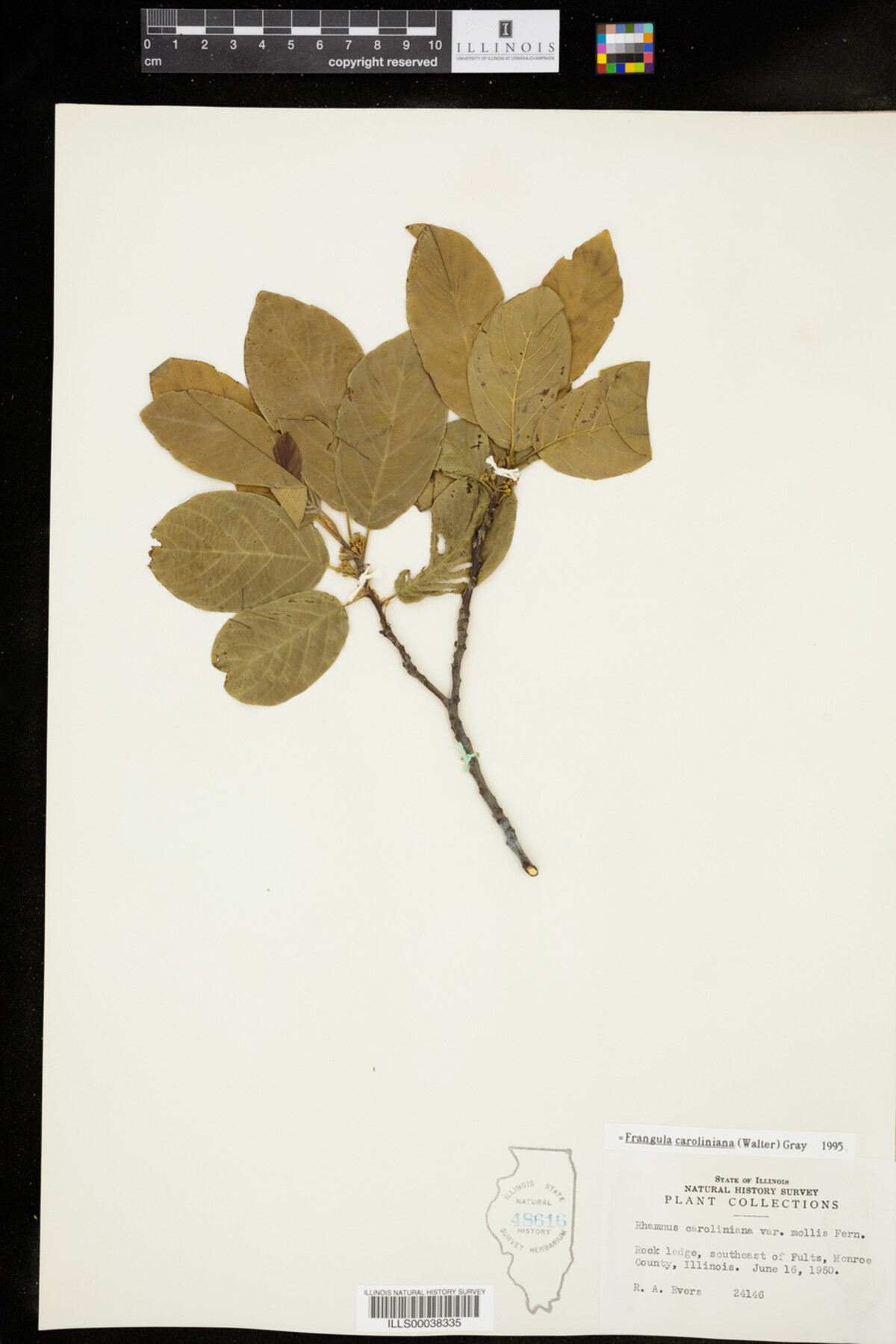 Rhamnus caroliniana image