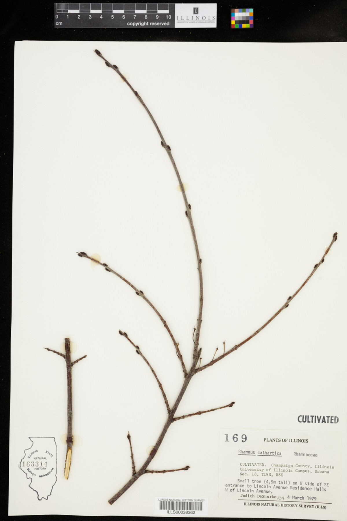 Rhamnus cathartica image