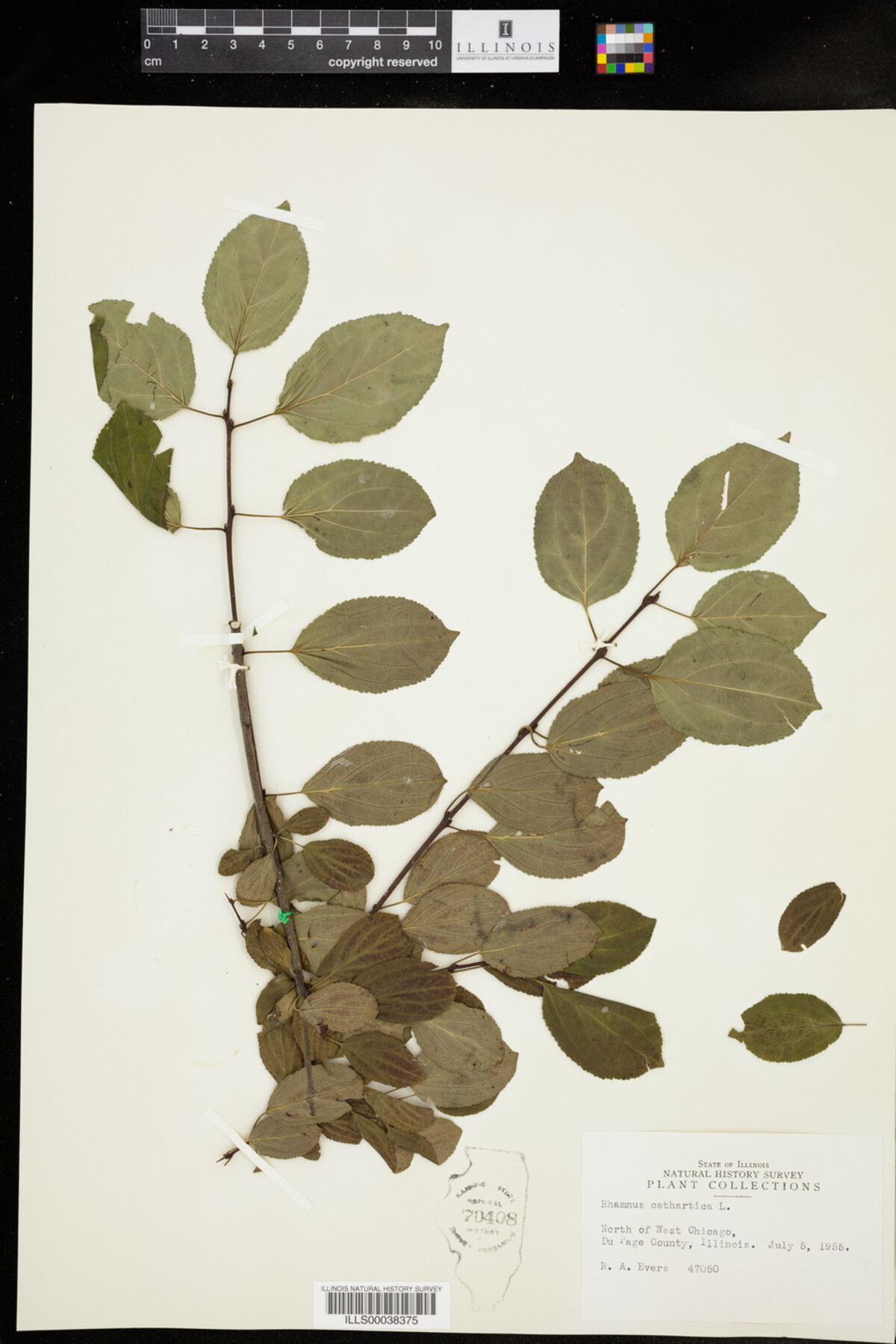 Rhamnus cathartica image