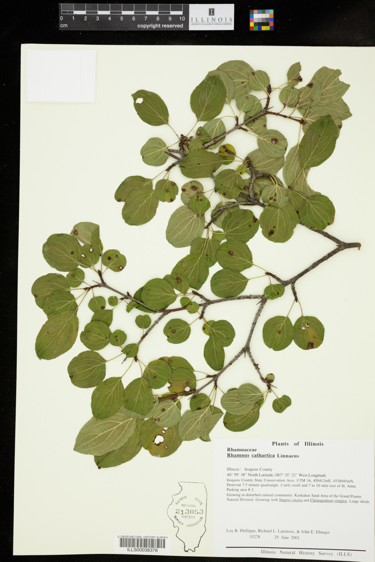 Rhamnus cathartica image