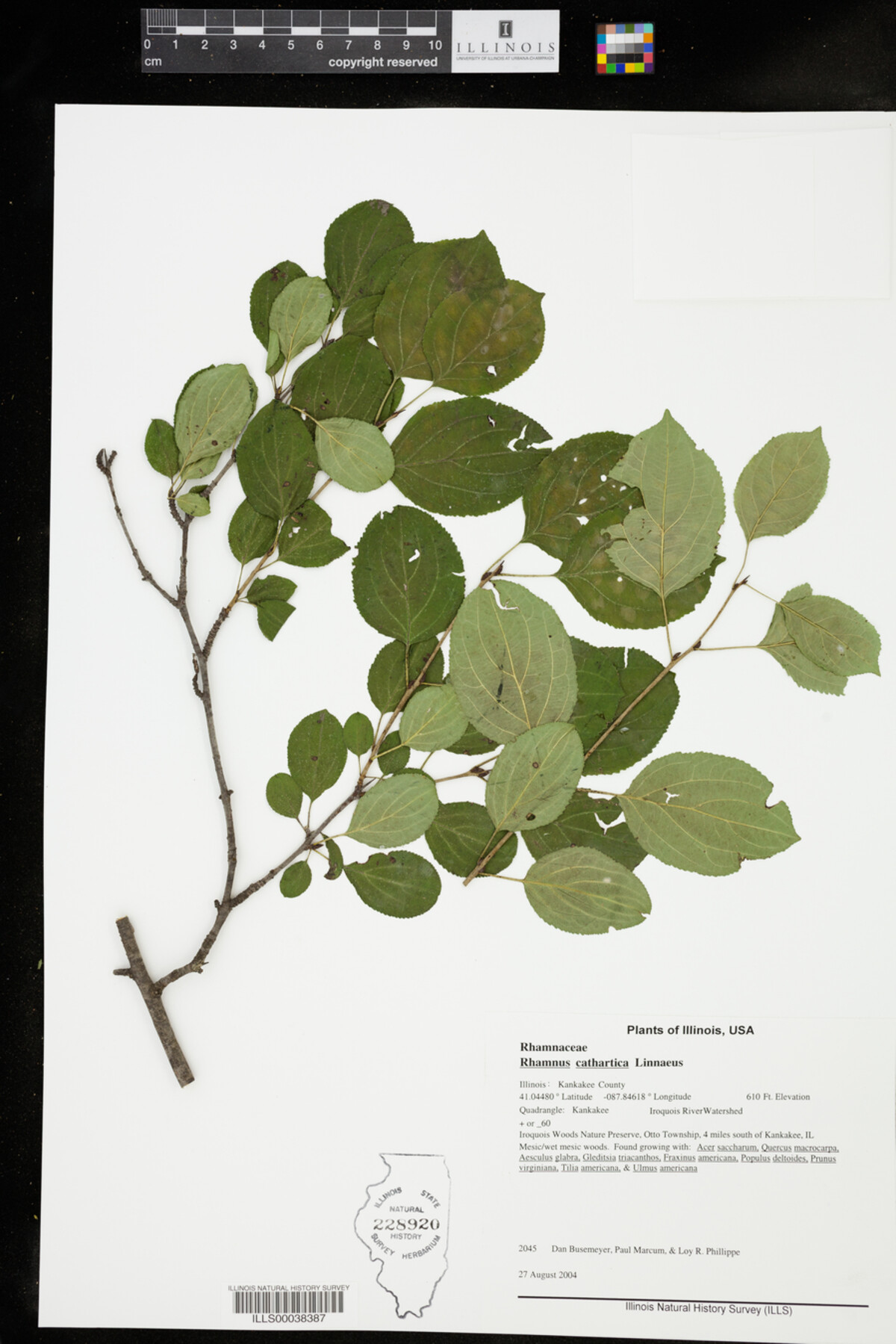 Rhamnus cathartica image