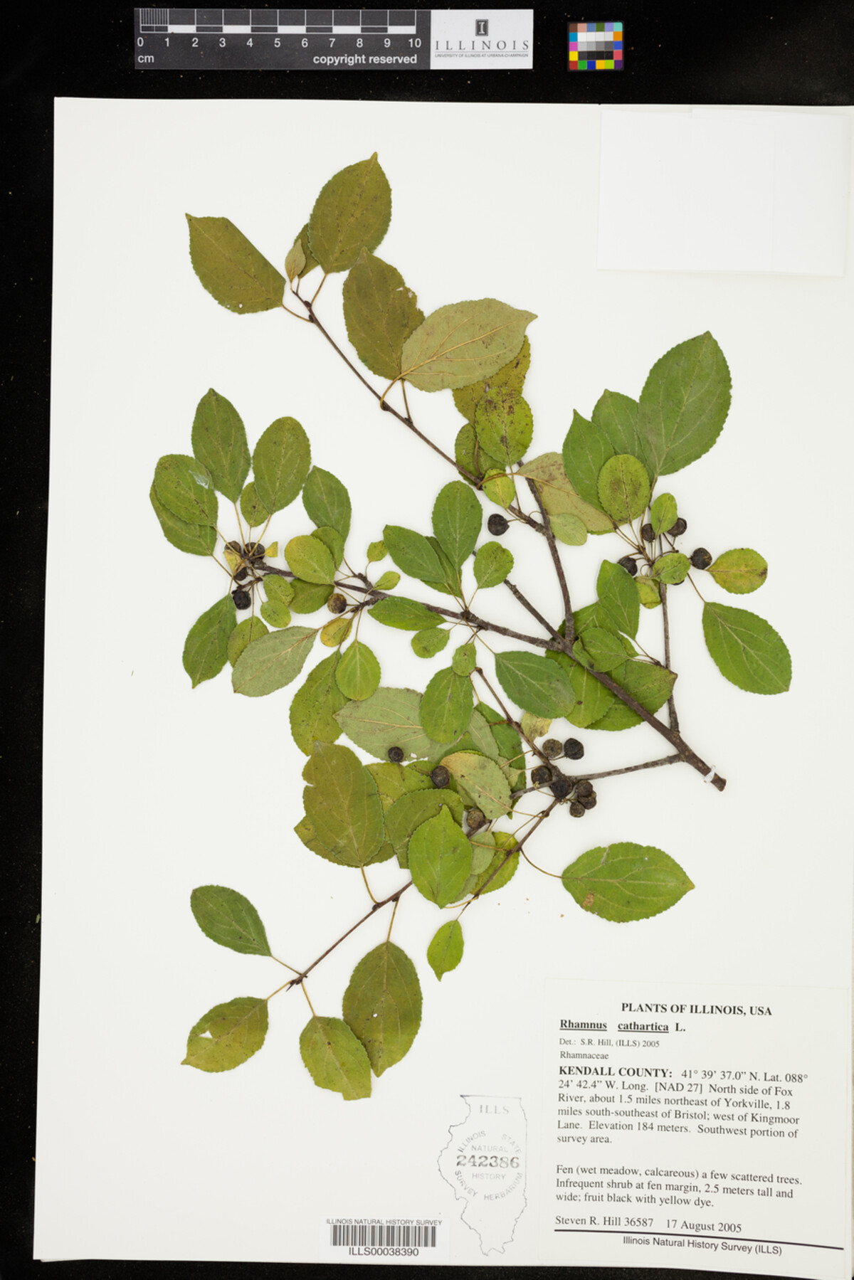 Rhamnus cathartica image
