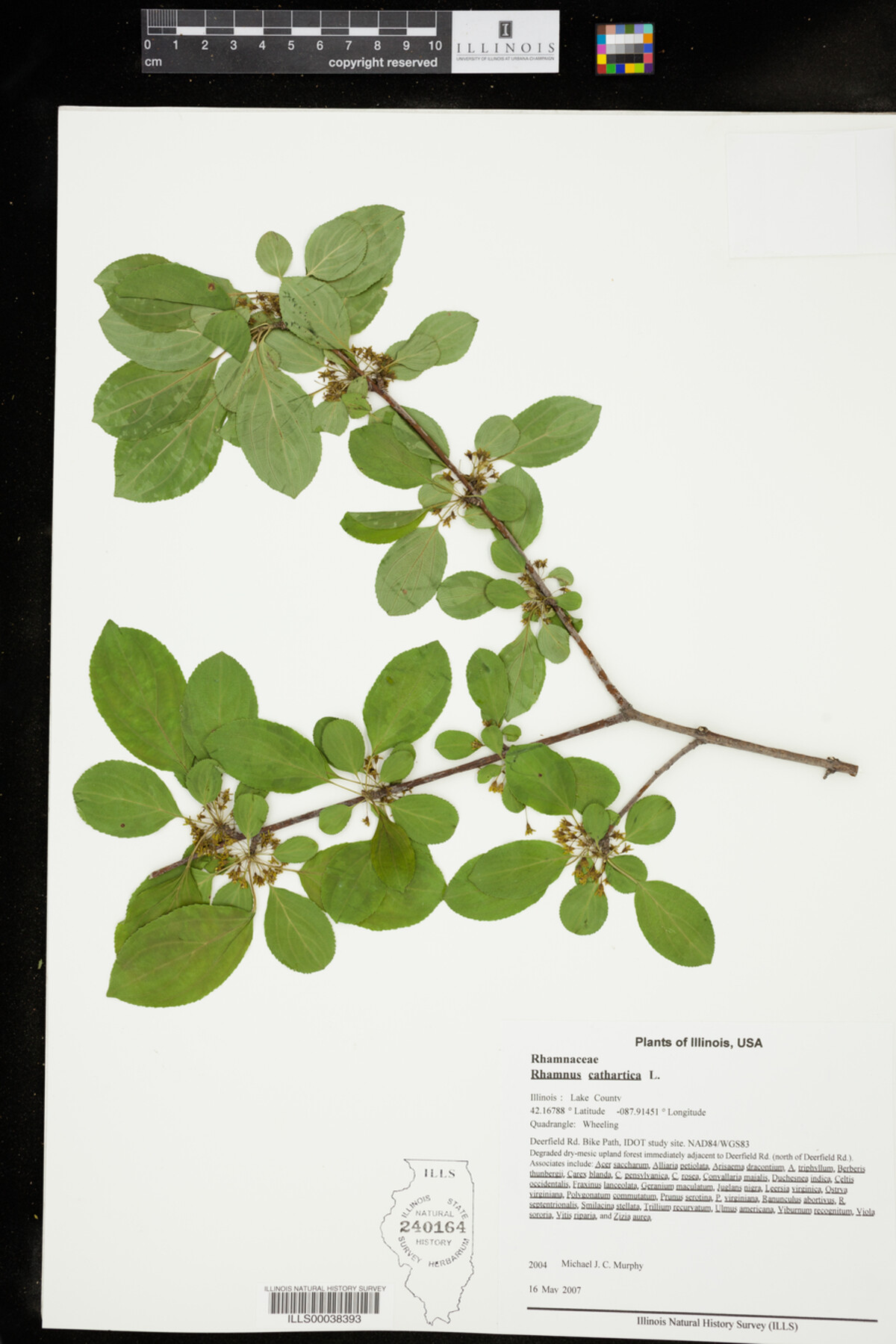 Rhamnus cathartica image