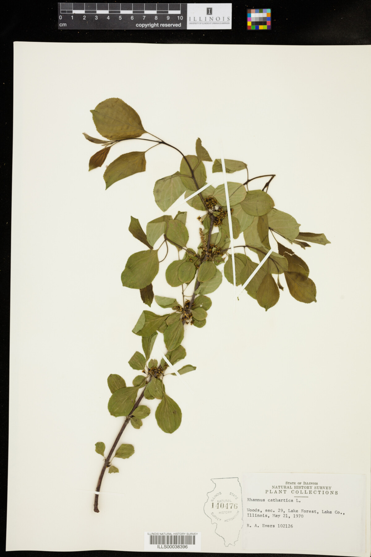 Rhamnus image