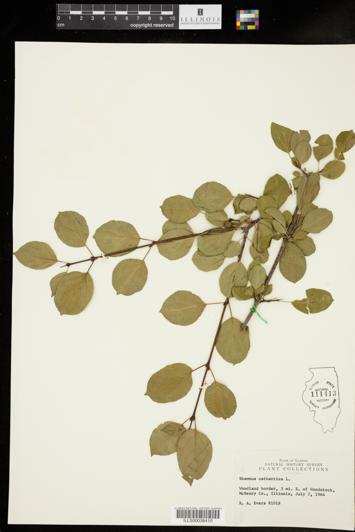 Rhamnus cathartica image