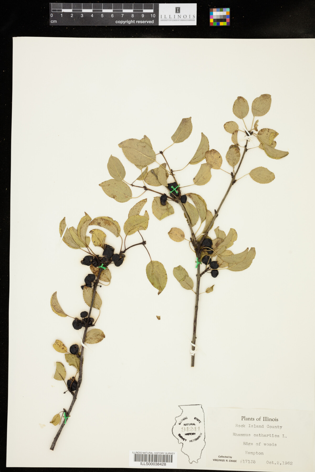 Rhamnus cathartica image