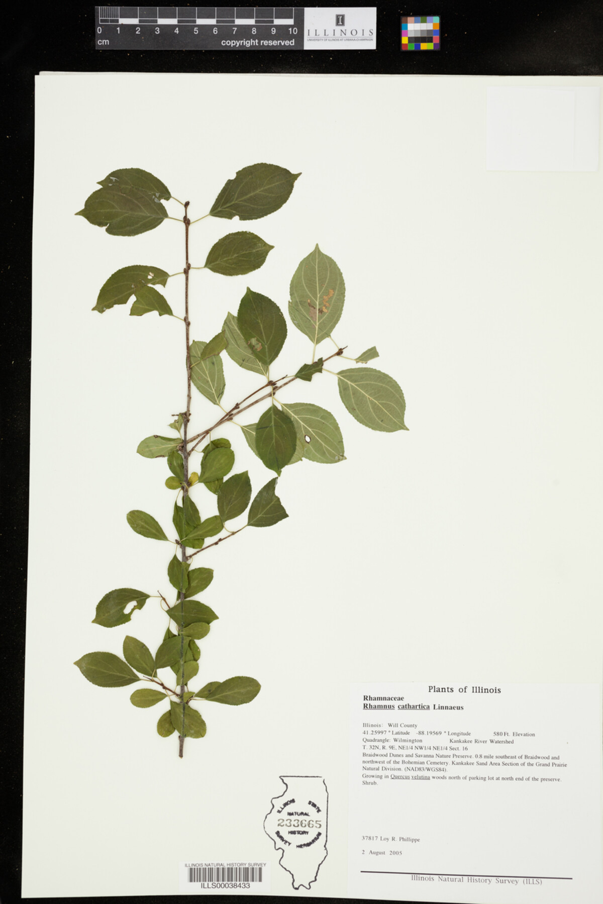 Rhamnus cathartica image