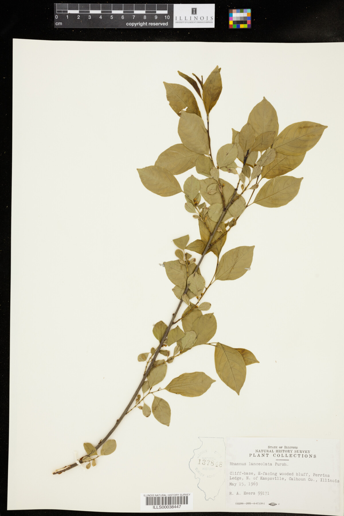 Rhamnus image