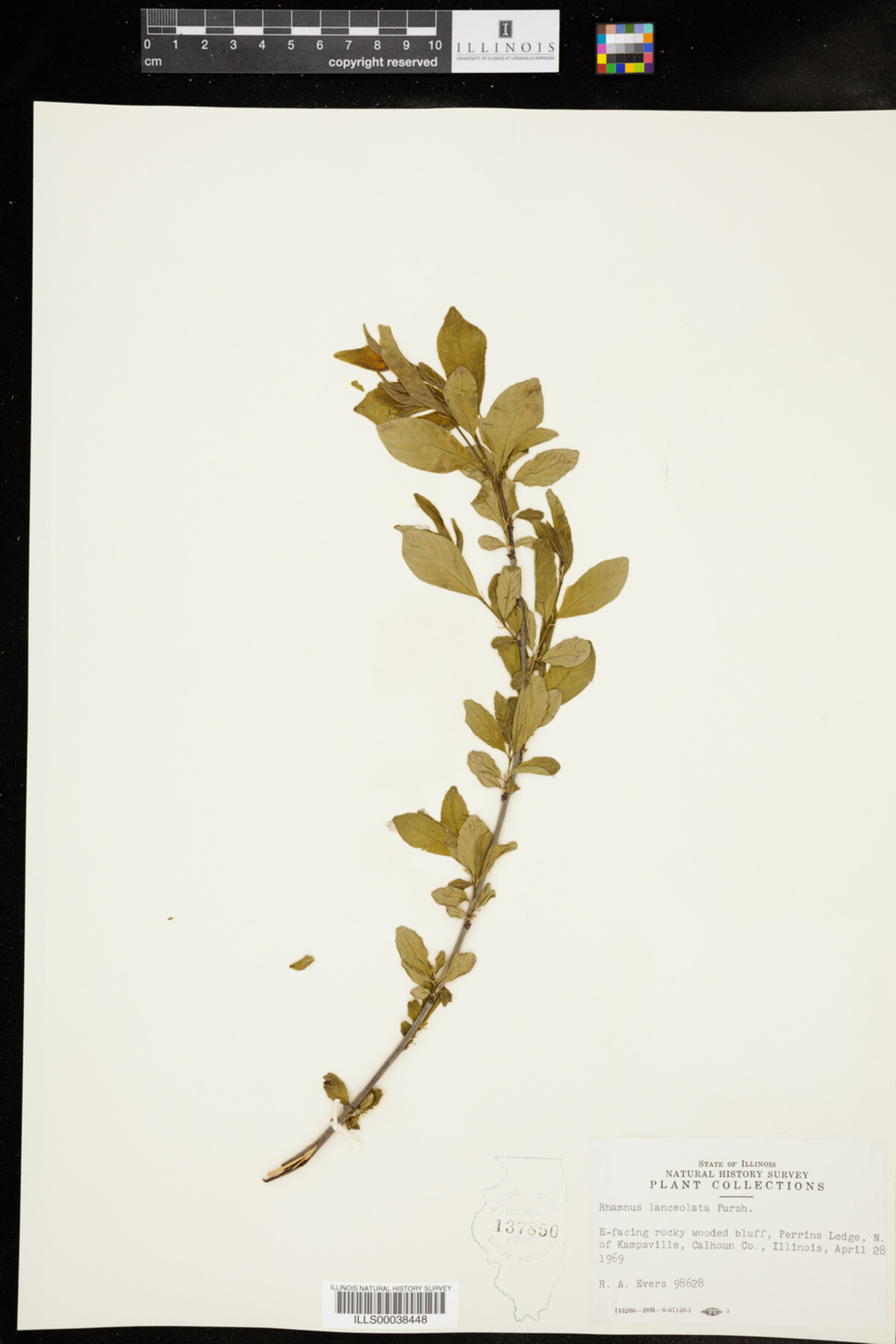Rhamnus lanceolata image